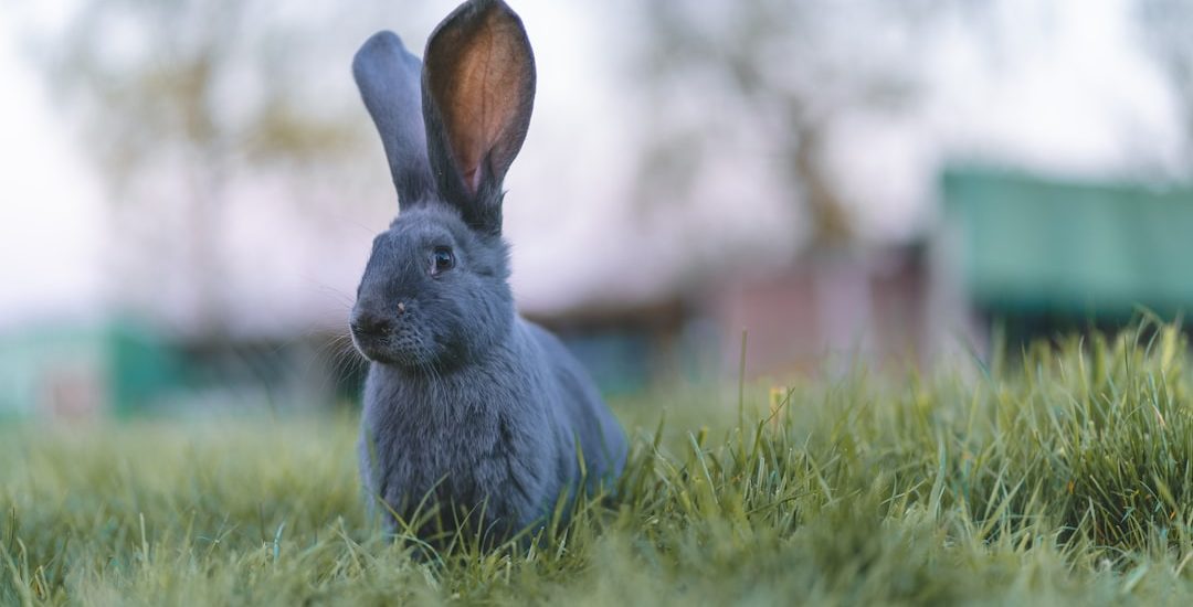 Bad Bunny performing at Super Bowl halftime