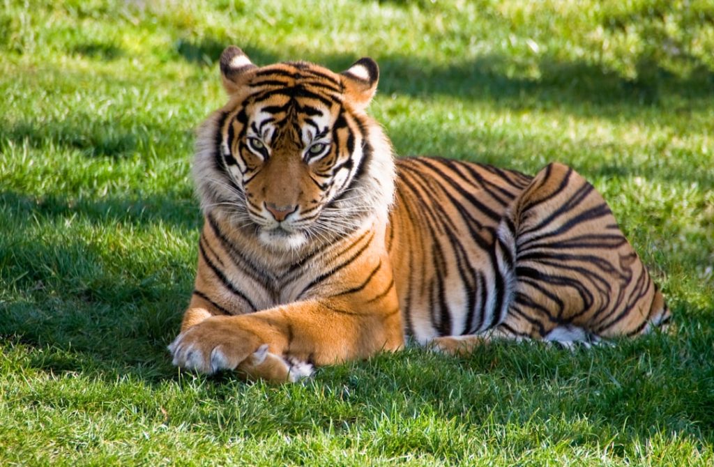 Royals vs Tigers: A Comprehensive Analysis